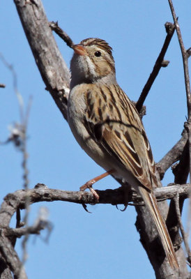 IMG_1800a Clay-colored Sparrow.jpg