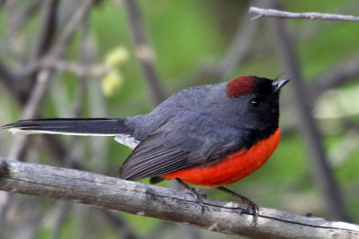 IMG_2186a Slate-throated Redstart.jpg