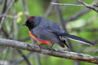 IMG_2000 Slate-throated Redstart.jpg