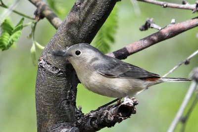 IMG_3336 Lucy's Warbler.jpg