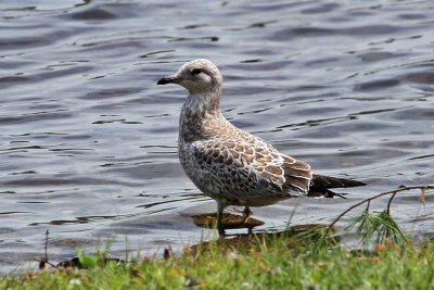 IMG_1076a Herring Gull.jpg