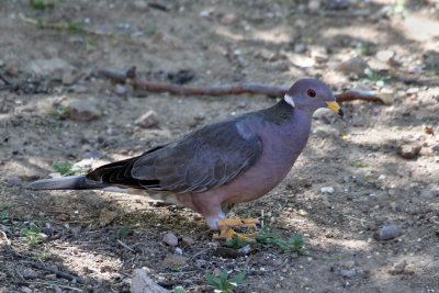 IMG_3510a Band-tailed Pigeon.jpg