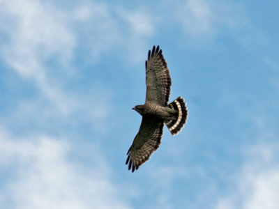 IMG_7139a Broad-winged Hawk.jpg