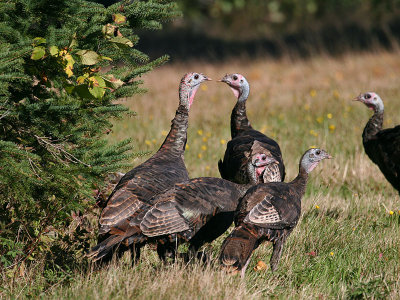 IMG_4629a Wild Turkeys.jpg