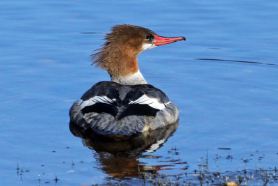 IMG_7275a Common Merganser female.jpg