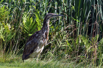 IMG_7145a American Bittern.jpg