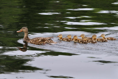 IMG_9321a Mallards.jpg