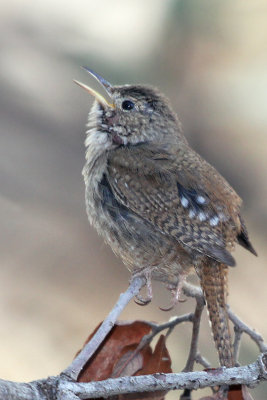 IMG_2579 House Wren .jpg