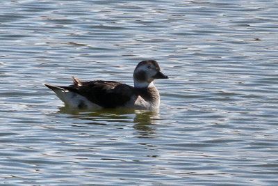 IMG_7791 Long-tailed Duck female.jpg