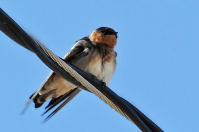 IMG_6618a Cave Swallow.jpg