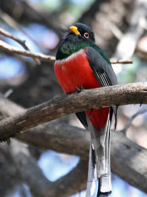 IMG_5124 Elegant Trogon male.jpg