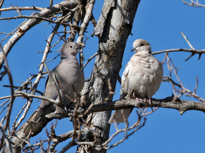 IMG_8405a Two Doves.jpg