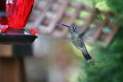 IMG_9174 Magnificent Hummingbird.jpg