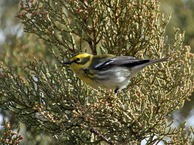 IMG_4897 Townsend's Warbler female.jpg