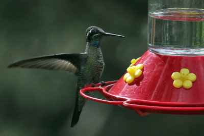 IMG_6565 Magnificent  Hummingbird.jpg