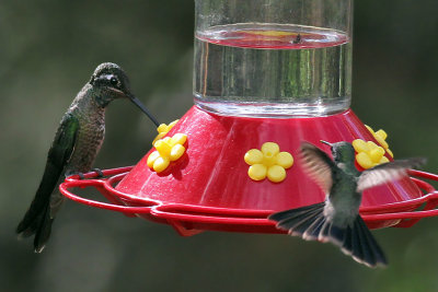 IMG_6581 Magnificent  Hummingbird.jpg
