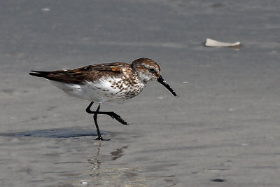 IMG_0320a Western Sandpiper.jpg