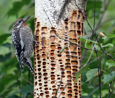 IMG_1534a Yellow-bellied Sapsucker.jpg