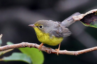 IMG_1571a Canada Warbler.jpg