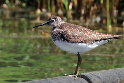 IMG_1741a Solitary Sandpiper.jpg