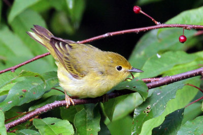 IMG_0631a Yellow Warbler female.jpg