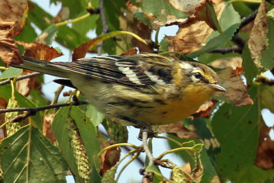 IMG_3863a Blackburnian Warbler  female.jpg