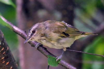 IMG_1834a Red-eyed Vireo juvenile.jpg