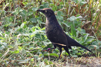 IMG_6420a Rusty Blackbird.jpg