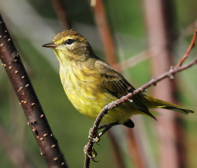 IMG_6531b Palm Warbler.jpg