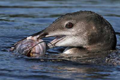 IMG_5981a Common Loon.jpg