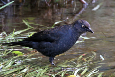 IMG_7880a Rusty Blackbird.jpg