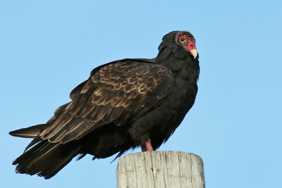 IMG_8306a Turkey Vulture.jpg