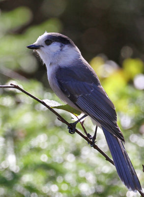 IMG_8145b Gray Jay.jpg