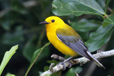 IMG_6728a Prothonotary Warbler.jpg