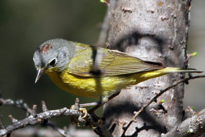 IMG_4216a Nashville Warbler 2014.jpg