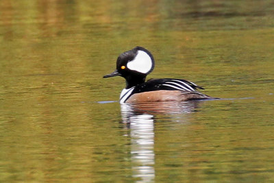 IMG_8769a Hooded Merganser.jpg