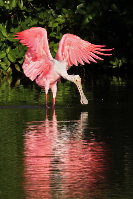 IMG_0467a Roseate Spoonbill.jpg