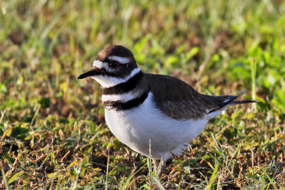 IMG_1609a  Killdeer.jpg