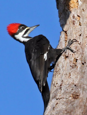 IMG_9605aa Pileated Woodpecker female.jpg