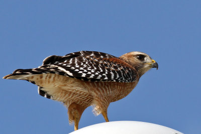 IMG_1542a Red-shouldered Hawk.jpg