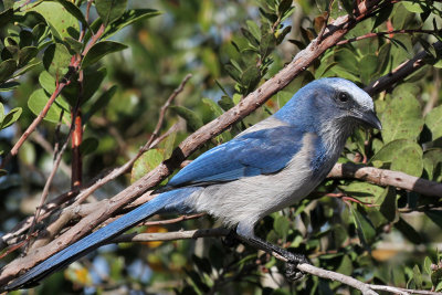 IMG_1835a Florida Scrub-Jay.jpg