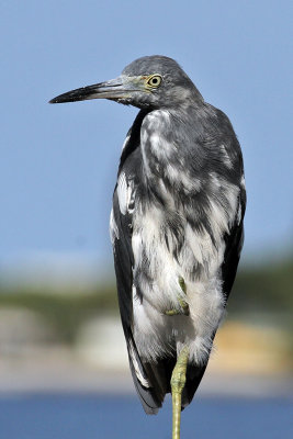 IMG_9286a Little Blue Heron imm.jpg