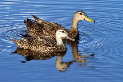 IMG_7983a Mottled Duck.jpg
