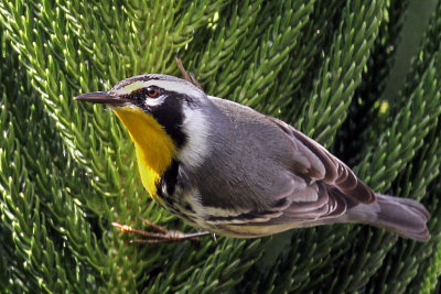 IMG_2988a Yellow-throated Warbler.jpg