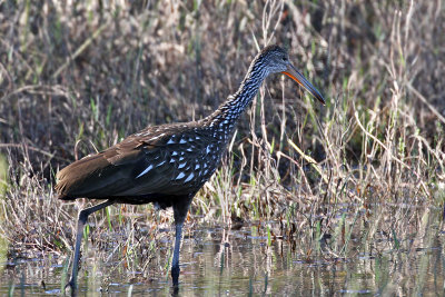 IMG_3356a Limpkin.jpg