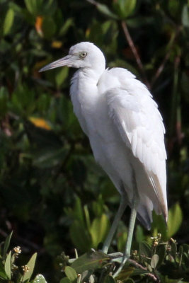 IMG_8707a Little Blue Heron juvenile.jpg