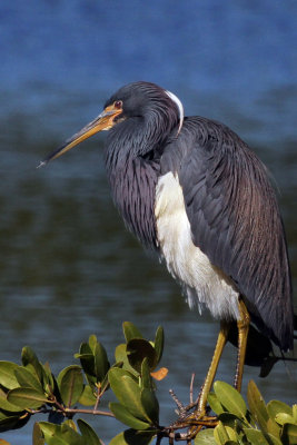 IMG_7306a Tri-colored Heron.jpg