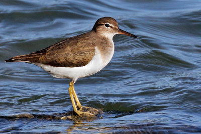 IMG_4101a Spotted Sandpiper winter.jpg