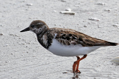 IMG_3897a Ruddy Turnstone winter.jpg