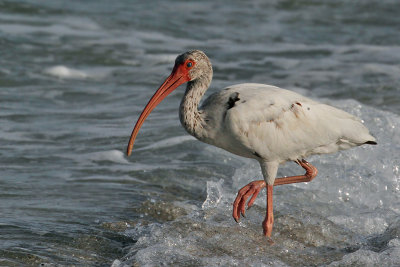 IMG_7138a White Ibis.jpg